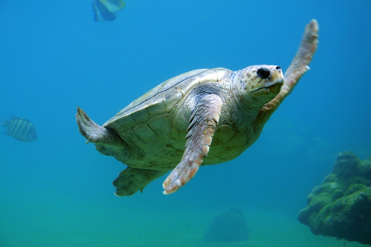 I 5 luoghi in cui recarsi per ammirare le tartarughe