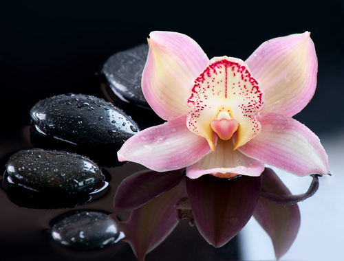 Come curare le orchidee: tutti i segreti da scoprire