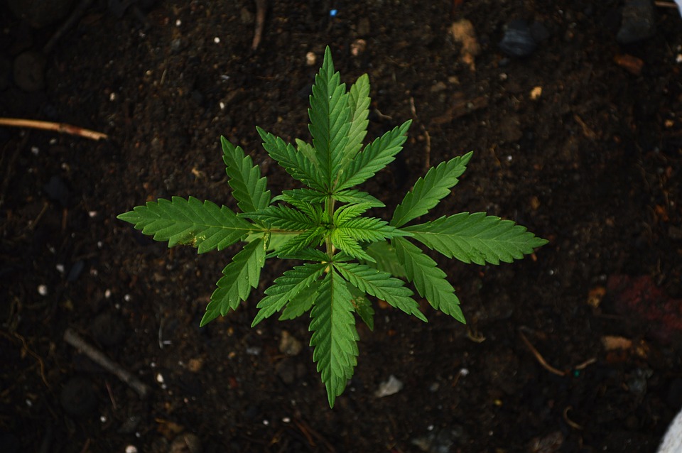 Cannabis Legale: un movimento che sta travolgendo tutto il mondo
