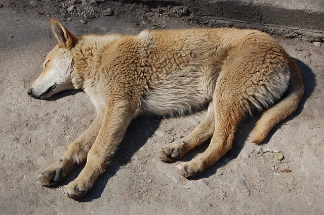 Come prevenire il vomito del tuo cane